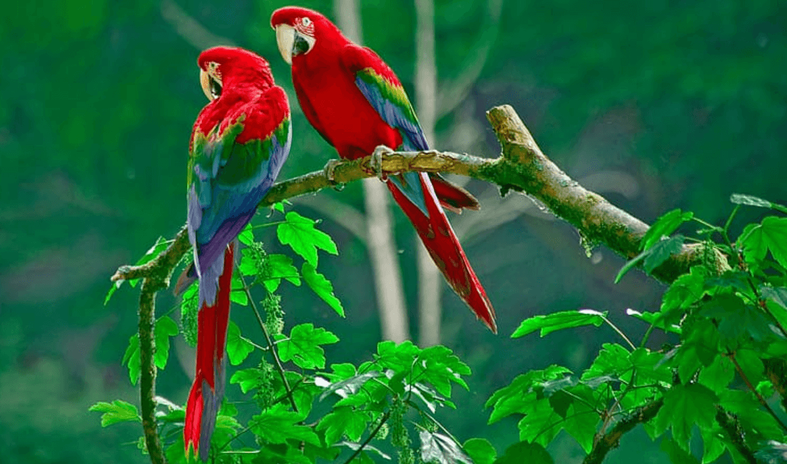 Wallpaper:8olilja0ouc= Parrot