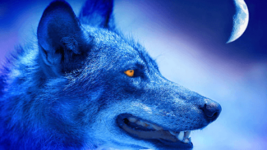 Wallpaper:9lap0h5uhj4= Alpha Wolf