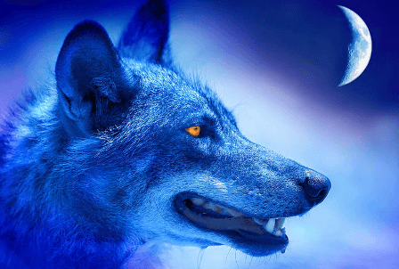 Wallpaper:9lap0h5uhj4= Alpha Wolf