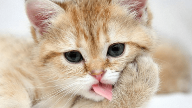 Wallpaper:4_5w7mklpii= Meow