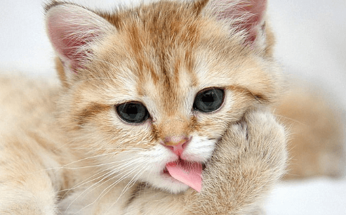 Wallpaper:4_5w7mklpii= Meow