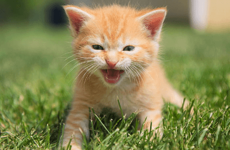 Wallpaper:4_5w7mklpii= Meow