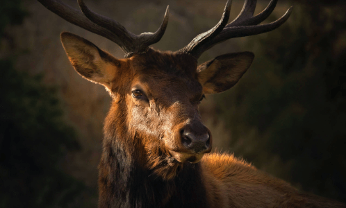 Wallpaper:0djzryvnjxu= Big Buck