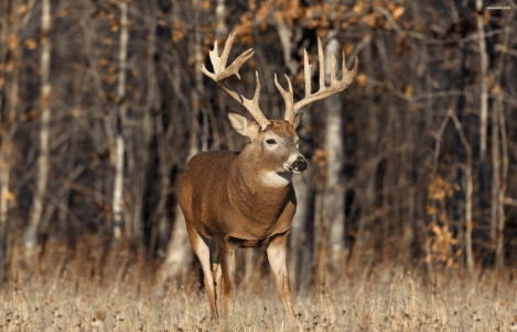 Wallpaper:0djzryvnjxu= Big Buck