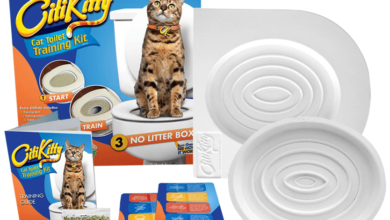 City Kitty Net Worth