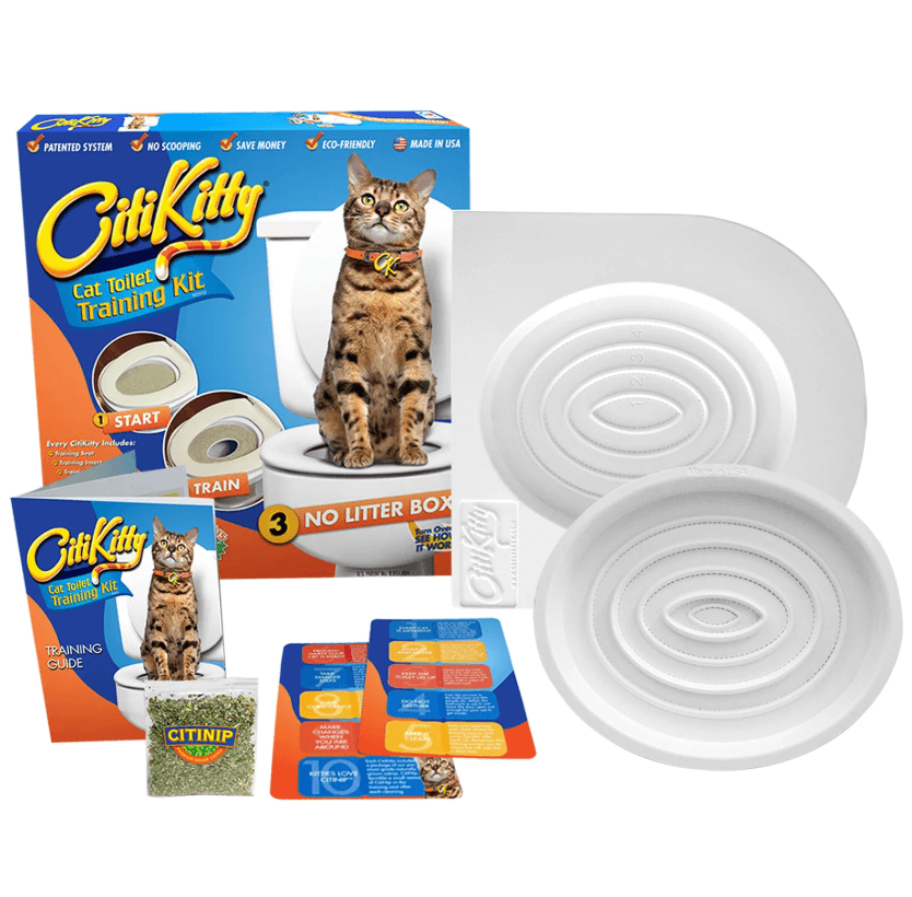 City Kitty Net Worth