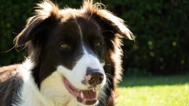 business intelligence overview summary