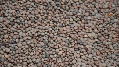 sector market analysis report